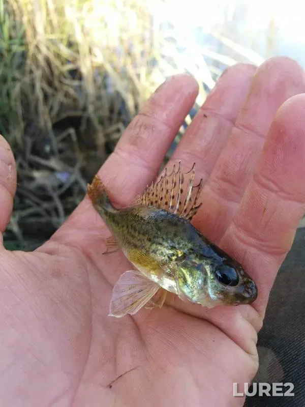 Ruffe — Ingul, Jul 06, 2019