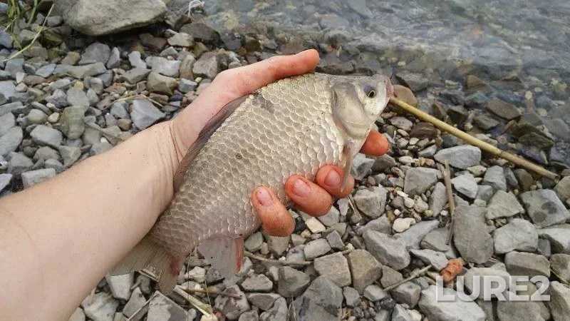 Crucian carp — Don, Apr 26, 2019