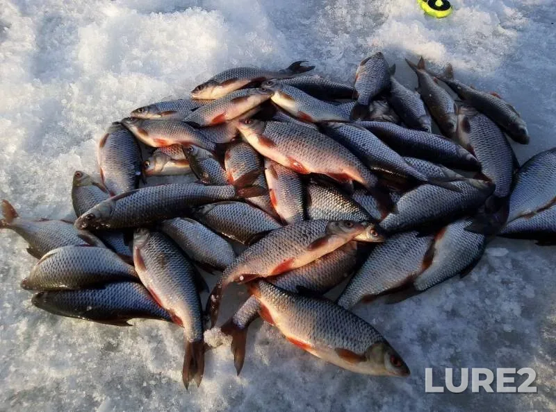 Roach — Volga, Mar 21, 2019