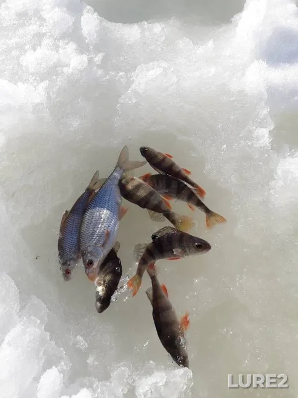 Perch, Pike — Uvod, Feb 18, 2019
