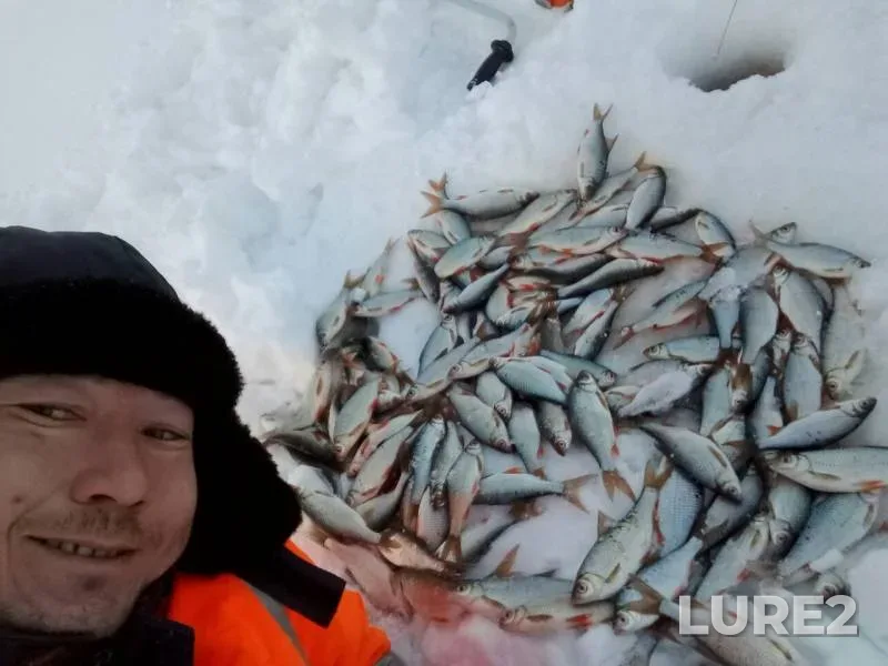 Roach — Bychiy, Feb 05, 2019