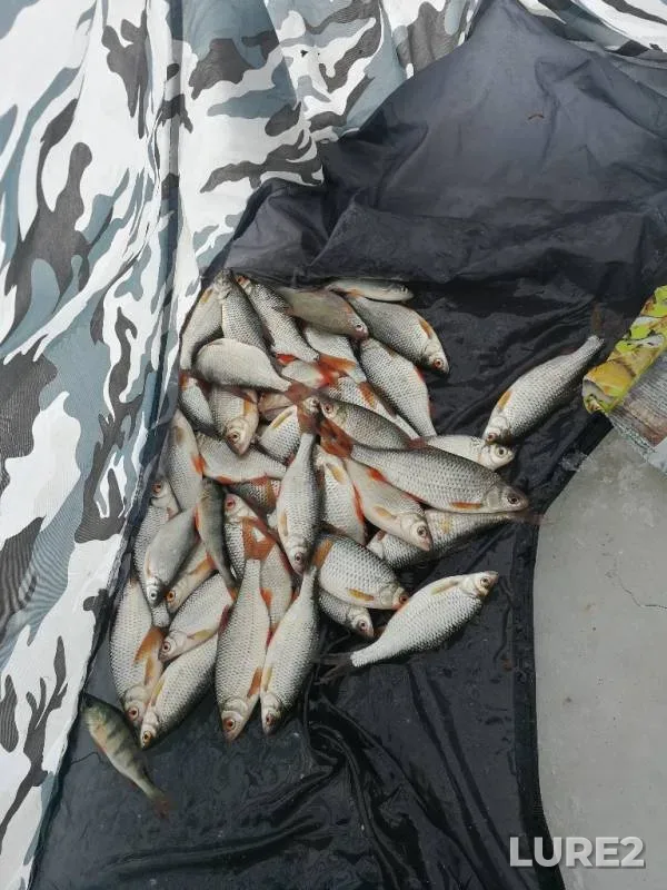 Perch, Roach — Svapa, Feb 02, 2019