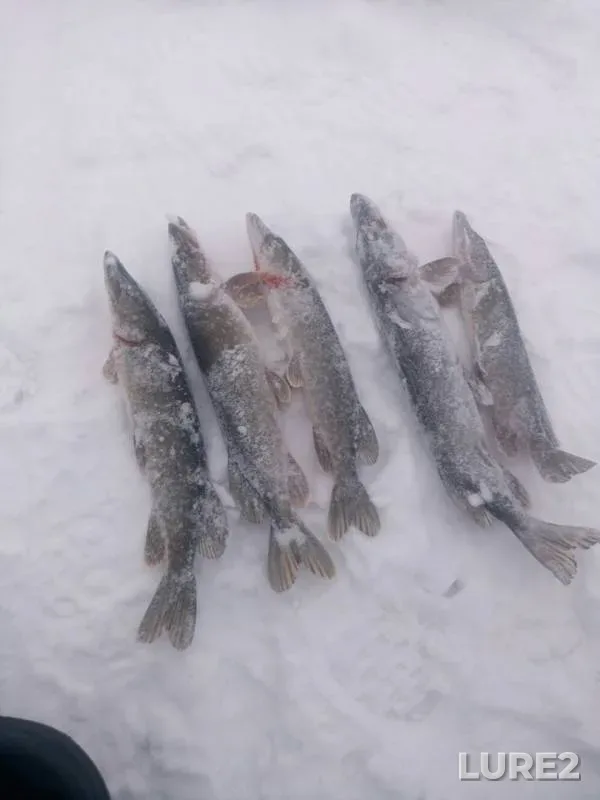 Pike — Leningradskaya oblast, Vyborgskiy rayon, Dec 24, 2018