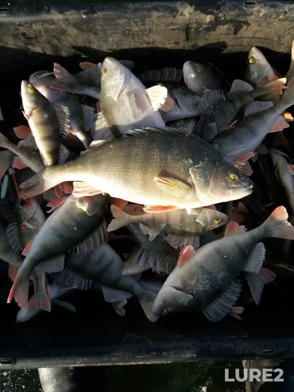 Perch — Malaya Yembulatovka, Nov 28, 2019