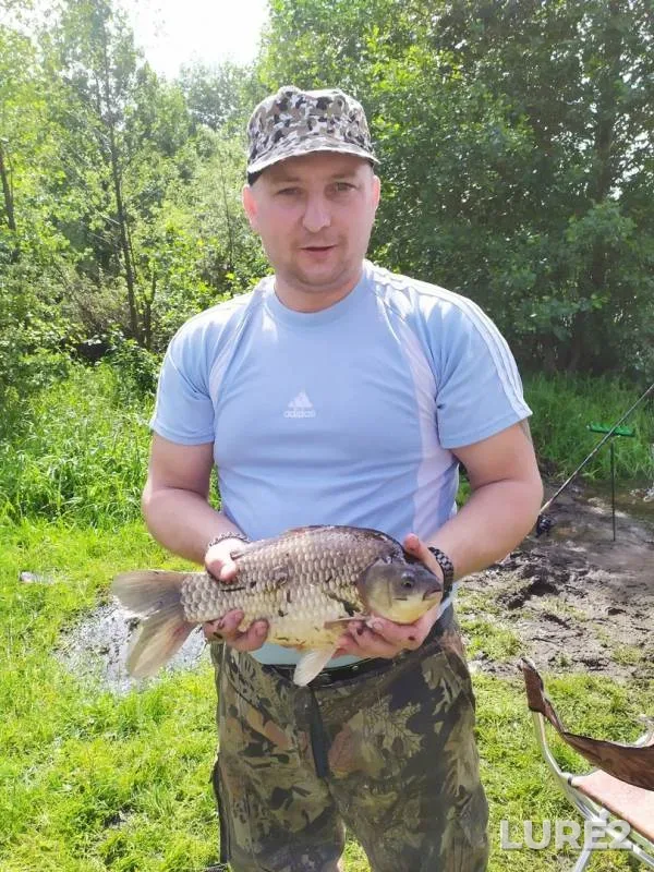 Crucian carp — Moskovskaya oblast, Orekhovo-Zuyevskiy gorodskoy okrug, Jun 10, 2019