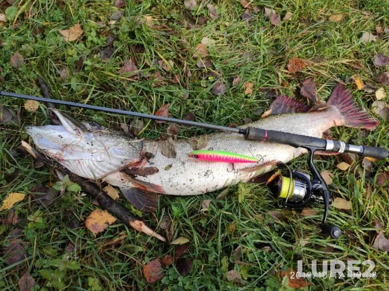 Pike — Protva, Oct 18, 2019