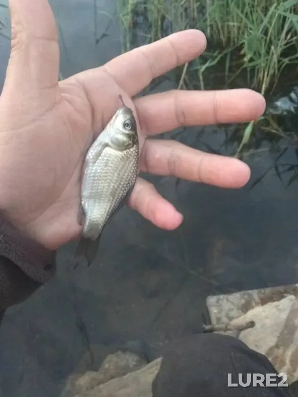 Crucian carp — Muldakkul, Jul 08, 2019