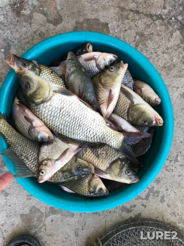 Bream, Carp — Alakol, Aug 31, 2018