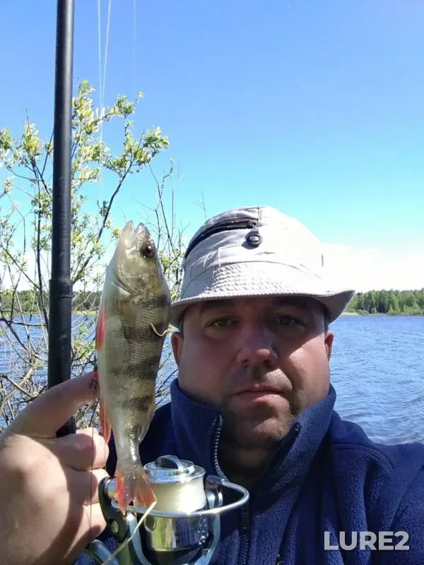 Perch — Volgo-Baltiyskiy kanal, Aug 15, 2019