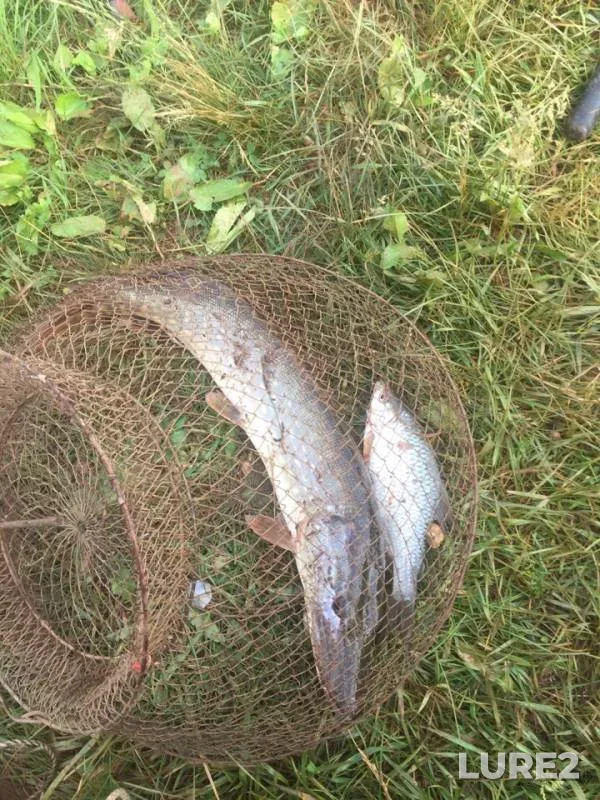 Pike, Roach — Zay, Jun 01, 2019