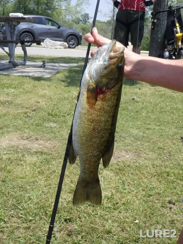 Perch, Pike — Karyer 1, Nov 18, 2018