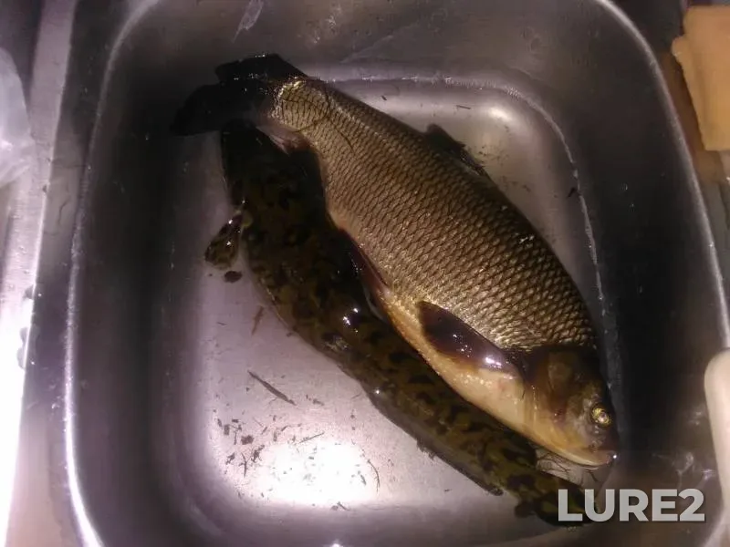 Burbot, Carp — Tverskaya oblast, Nov 07, 2018