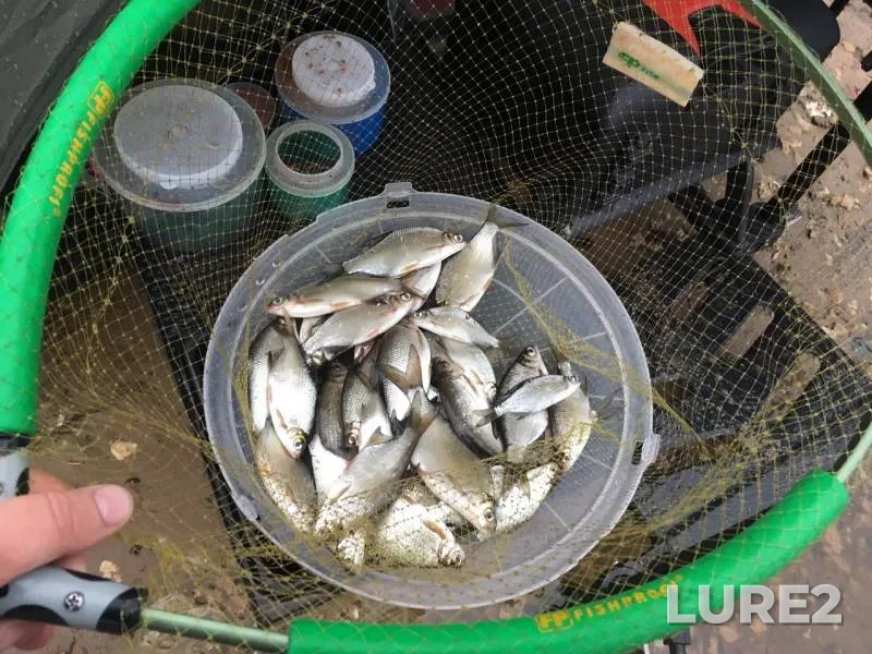 Bream, Chub — Moshkovskiy zaliv, Nov 06, 2018