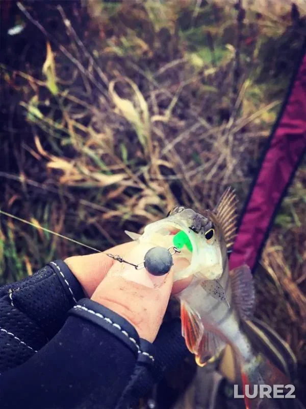 Perch, Pike — Chelguziya, Nov 06, 2018