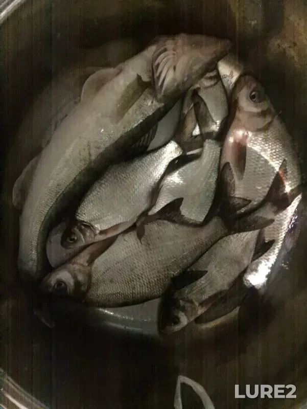 Bream, Zander — Kama, Mar 29, 2019