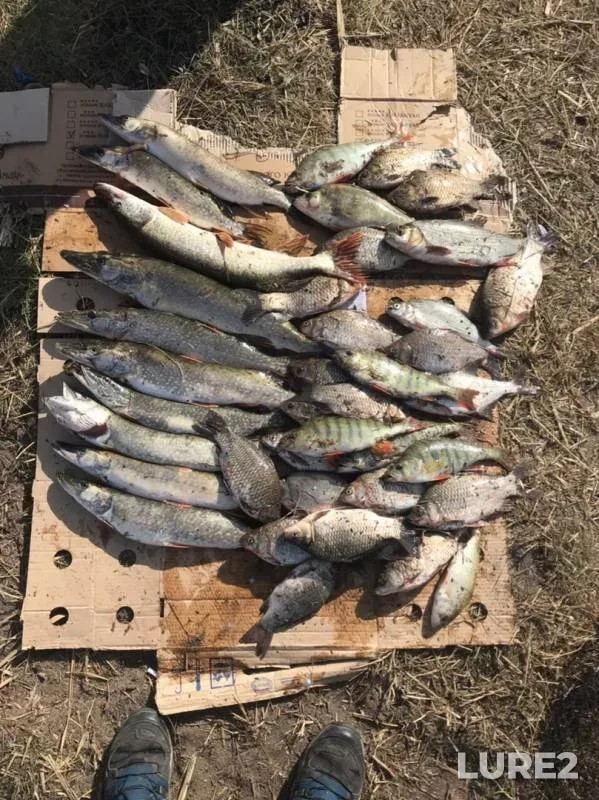 Crucian carp, Perch — Uzunkol, Oct 10, 2019