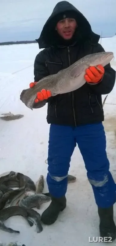 Burbot — Ob, Dec 18, 2018