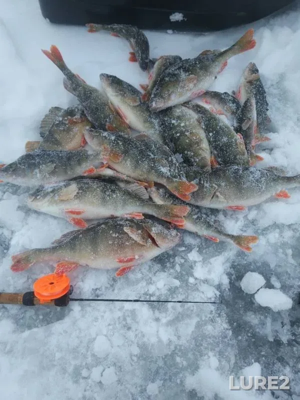 Perch — Ik, Jan 09, 2019