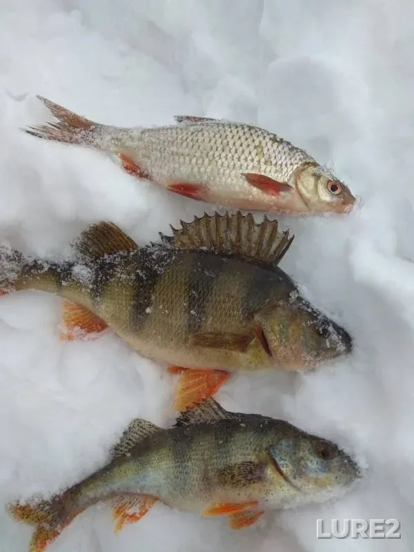 Perch, Rudd — Kuybyshevskoye, Feb 10, 2019