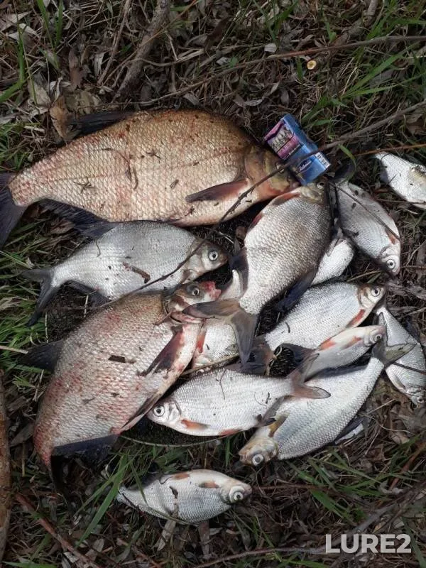 Bream, White bream — Volga, Apr 30, 2019