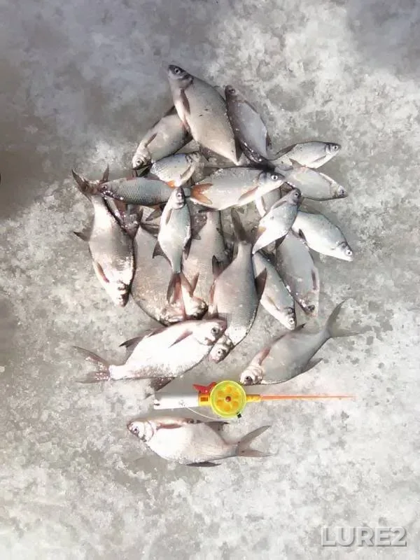 Bream — Samara, Apr 01, 2019