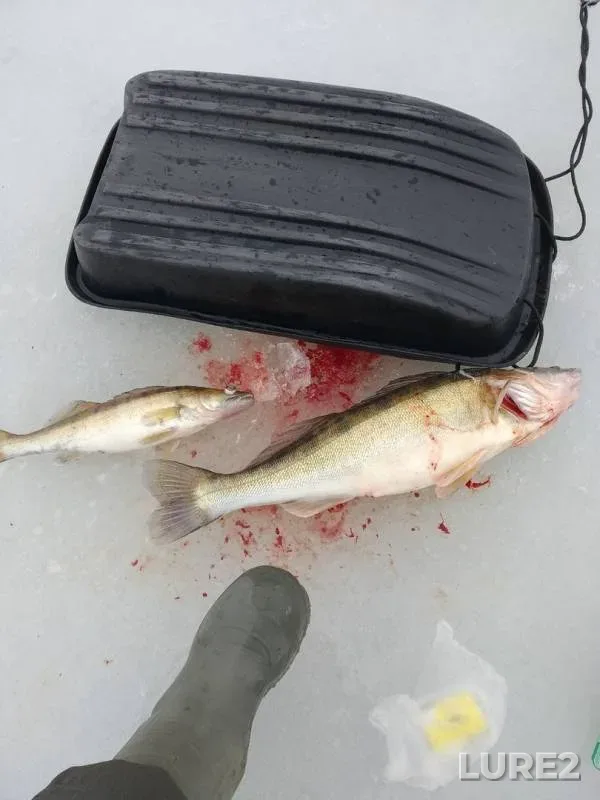 Zander — Volga, Mar 30, 2019