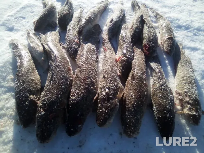 Burbot — Pozhva, Mar 28, 2019