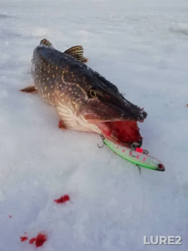 Pike — Volga, Mar 13, 2019