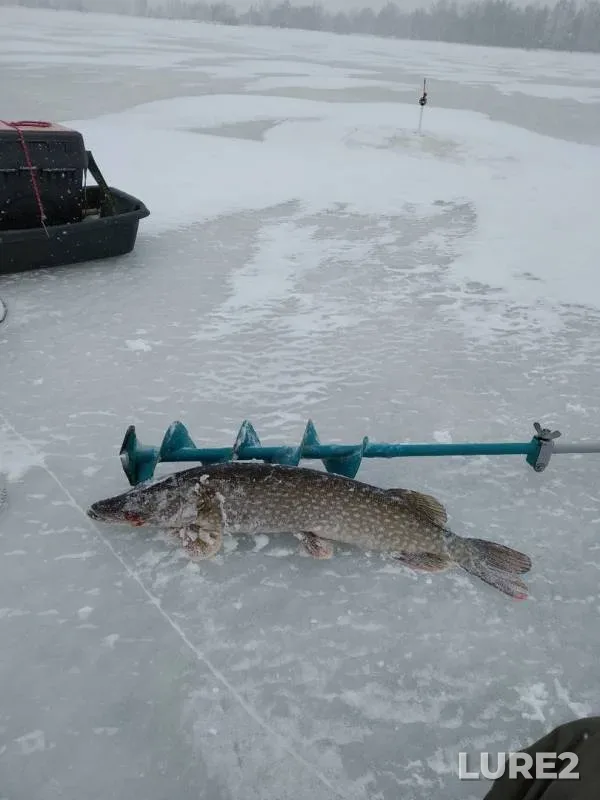 Pike — Volga, Mar 08, 2019