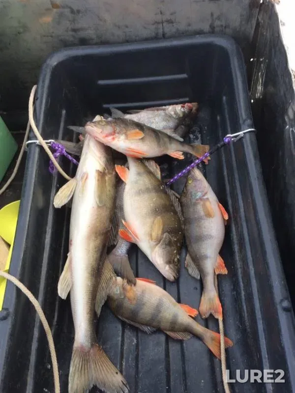 Perch, Zander — Volga, Mar 07, 2019