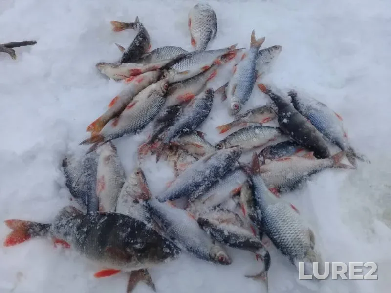 Chub, Perch — Volga, Mar 03, 2019