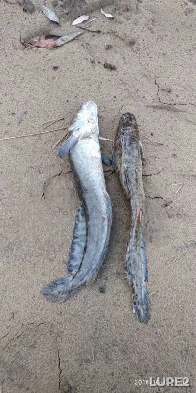 Burbot — Nazym, Oct 22, 2018