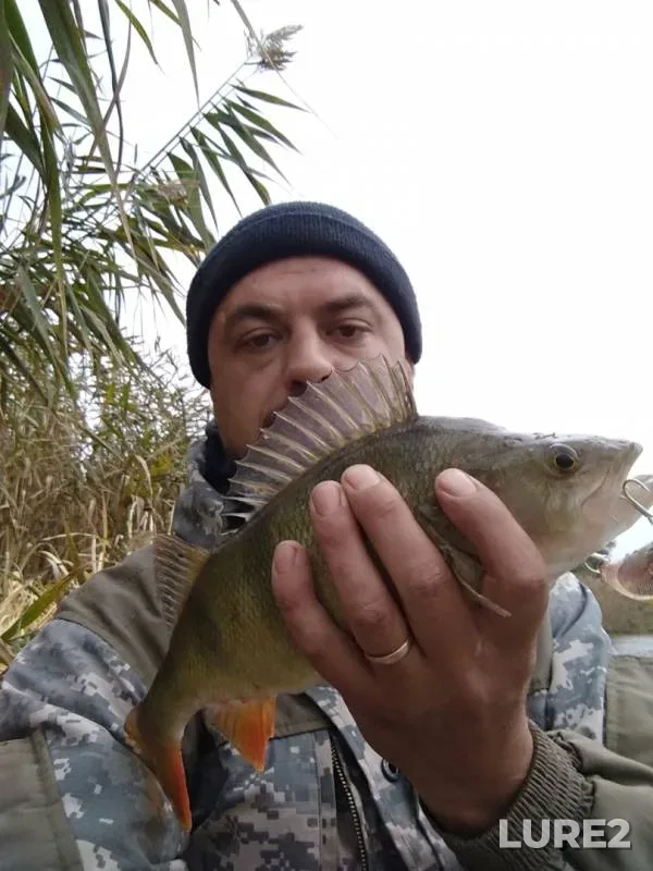 Perch — Gandurino, Nov 01, 2018