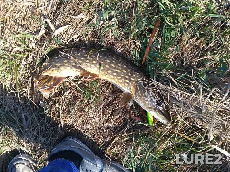Pike — Mokraya Sura, Mar 31, 2019