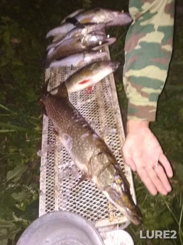 Perch, Pike — Samarskaya oblast, Nov 07, 2019