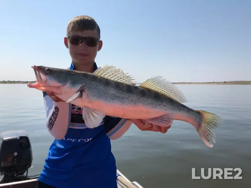 Asp, Wels catfish — Volga, Aug 28, 2019