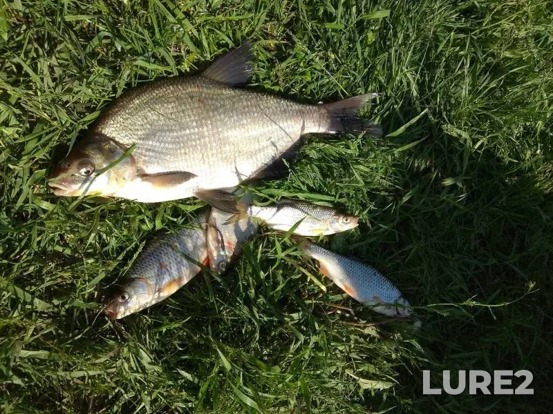 Bream, Roach — Oka, May 23, 2019