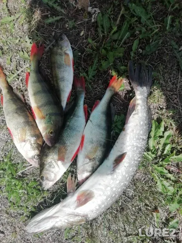 Bream, Perch — Zay, Jun 25, 2019