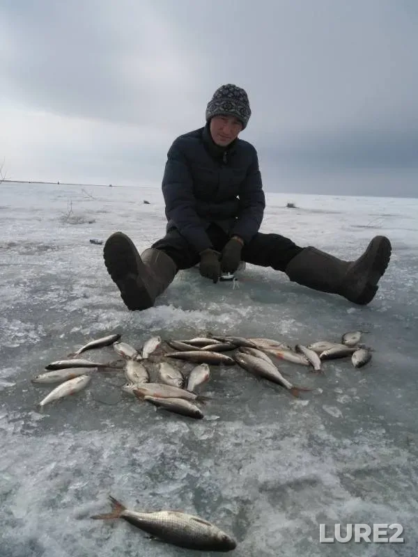 Roach — Vostochno-Kazakhstanskaya oblast, Mar 16, 2019