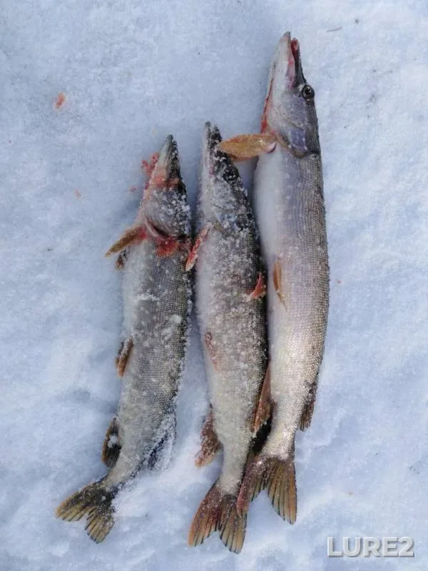 Pike — Sviyaga, Mar 16, 2019