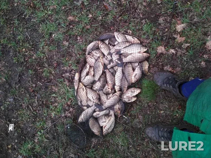 Crucian carp — Donetska oblast, Apr 16, 2019