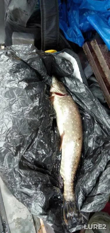 Pike — Respublika Kareliya, Lakhdenpokhskiy rayon, May 08, 2019