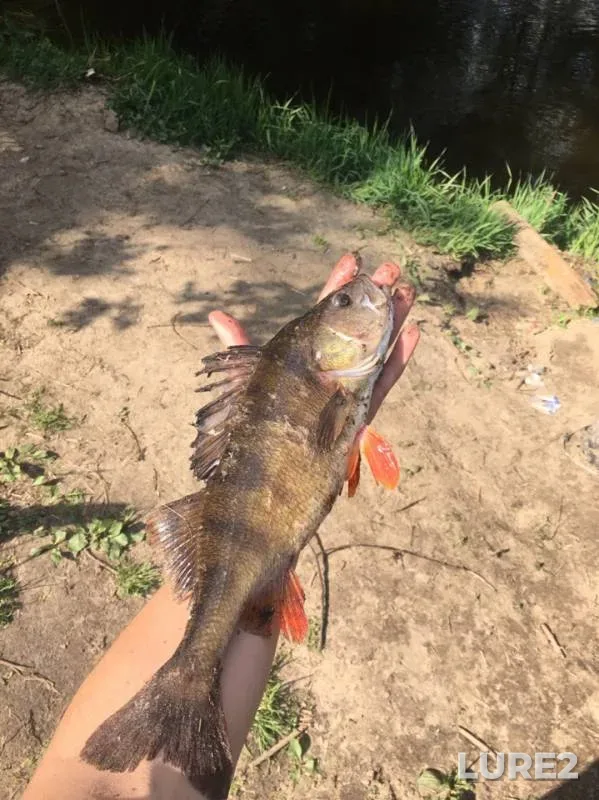 Perch — Skha, May 13, 2019