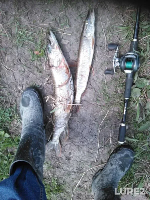 Pike — Reutinka, May 19, 2019