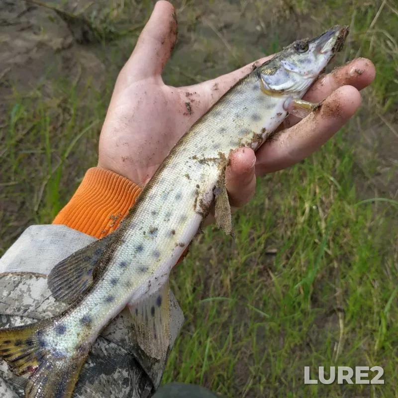 Pike — Zeya, Sep 04, 2019