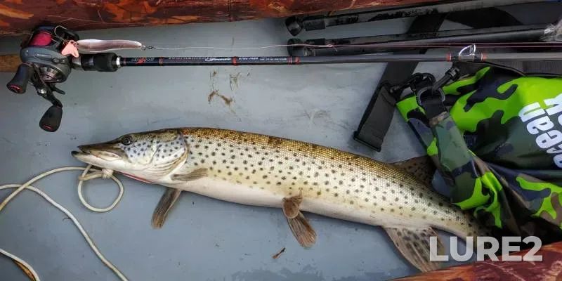 Pike — Zeya, Oct 05, 2019
