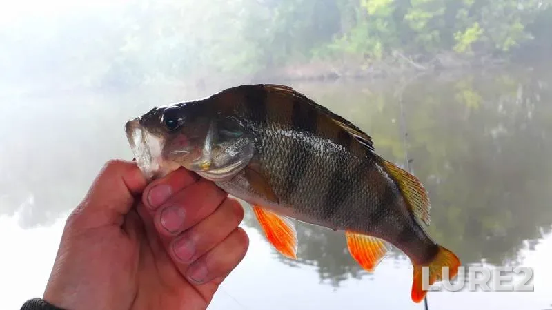 Perch — Sіverskiy Donets / Severskiy Donets, Jun 14, 2018