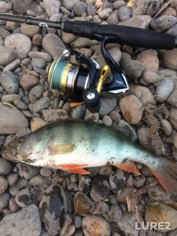 Perch, Pike — protoka Bobrovskaya, Jul 18, 2018