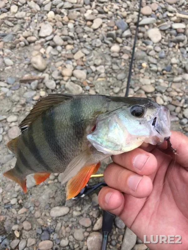 Perch — protoka Bobrovskaya, Aug 14, 2018