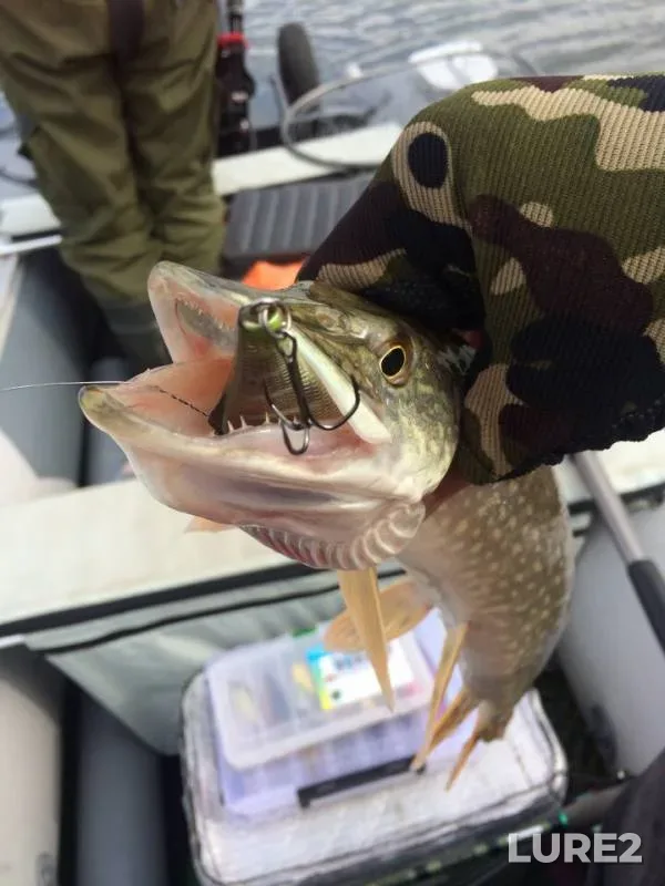 Perch, Pike — protoka Aydarovskaya, Sep 08, 2018